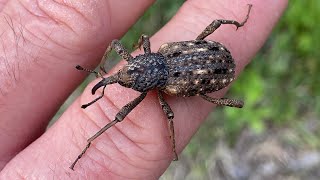 왕바구미 Sipalinus gigas (Korea’s Biggest Weevil)