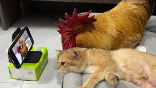 The rooster is so embarrassed!He objects to the mother cat watching the kittens' video.So funny cute by 土豆の日記Cat's diary 50,887 views 3 weeks ago 4 minutes, 8 seconds