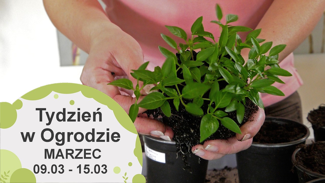 Marzec w ogrodzie. Kalendarz ogrodnika na 09.03 - 15.03. Prace ogrodnicze w marcu