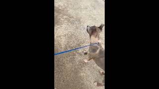 May 4, 2026 Pet of the Week | Ivy