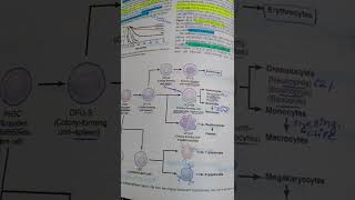 Genesis of blood cells part -1 -Guyton chapter 33