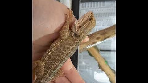 Présentation de mes pogona ❤