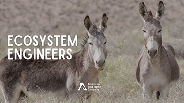 Ecosystem Engineers - Wild Burro Research