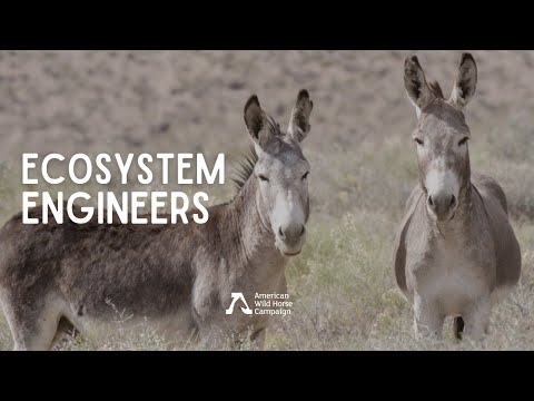 American Wild Horse Preservation Campaign video preview