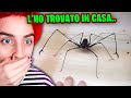 UN RAGNO VELENOSO MI HA MORSO..