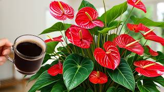 1 Cup a Week! Anthurium Creates 1001 New Roots and Blooms Instantly! screenshot 3