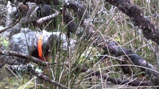 Woodcock hunting complilation with english Setter 'della Serpentara'