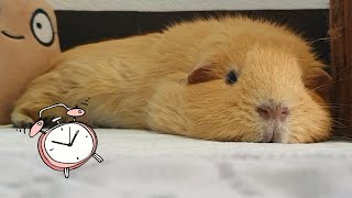 Guinea pigs sleeping and dreaming (compilation)  hughug a guinea pig