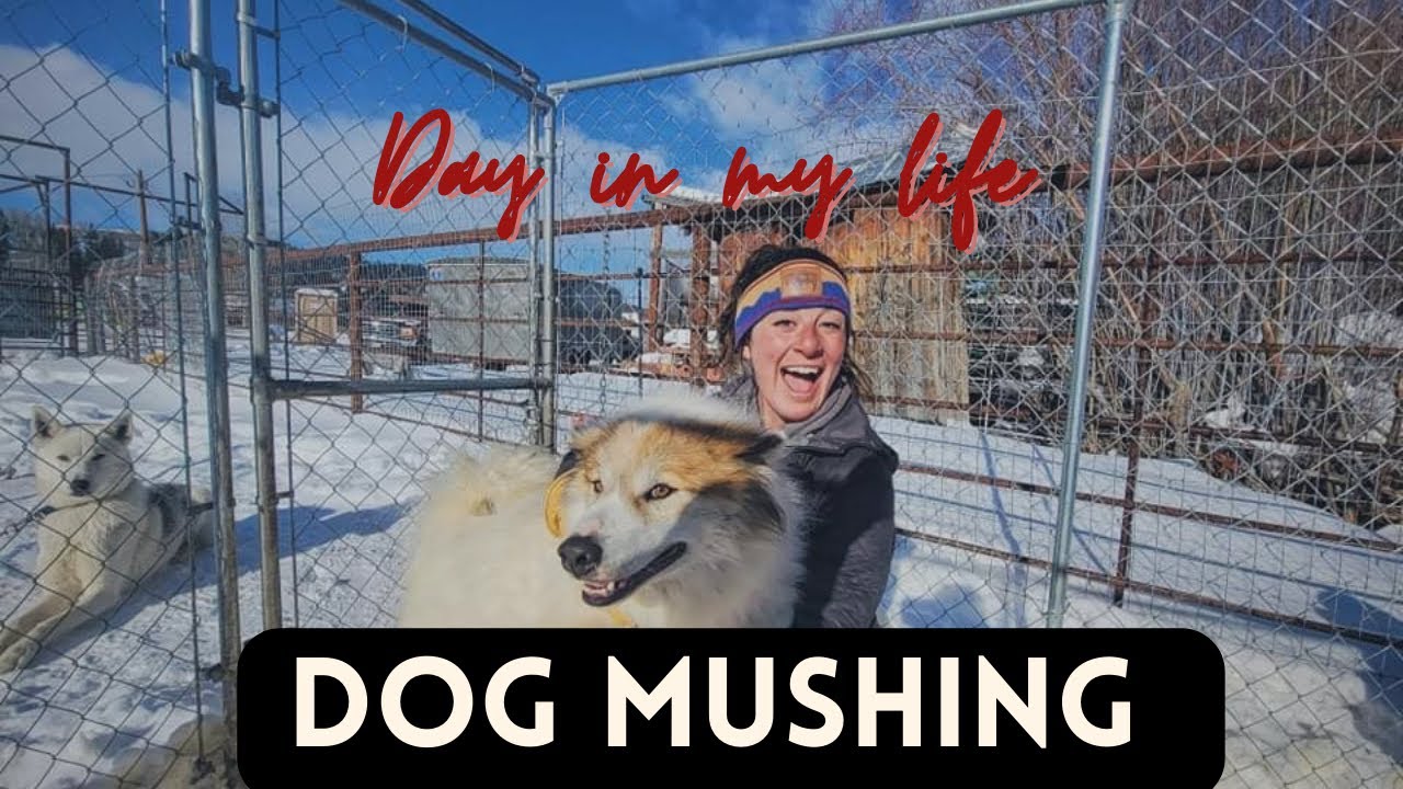 Sled dog Musher Documentary 