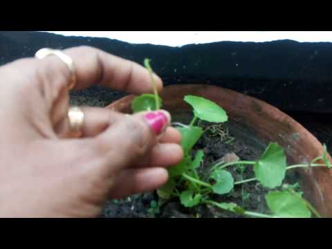 How to Grow Brahmi Plant at Home / Benefits of Brahmi Plant in Increasing Brain Power