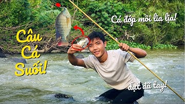 Đi câu cá rô trên suối & mò ốc/cá suối quá nhiều đớp mồi liên tục giật xem sướng mắt