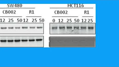 13827DB77713295315A8ABFD10C76D#1