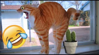 FUNNY ANIMALS 2022 # 59 Try not to laugh