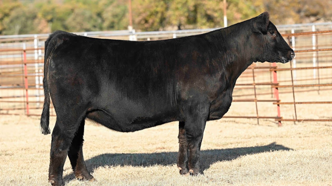 Buck Creek Ranch Lot 68 YouTube