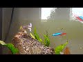 Guppy e neon acquario 90 litri