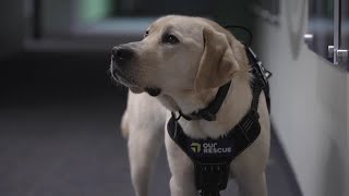 'She has lots of superpowers': Meet Nebraska State Patrol's new tech-sniffing K-9
