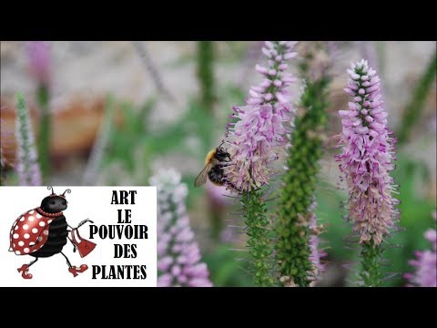 Vidéo: Les Veronica sont-elles des plantes vivaces ?