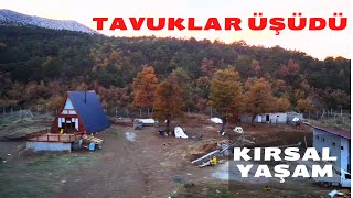 KIRSAL YAŞAM / Tavuklar Üşüdü / Şehirden Köye Göç