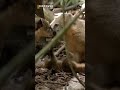 Mongoose in the Jungle 🐾🌿 | Eating with Friends | Cute Wildlife Moment | Discover Kids World.