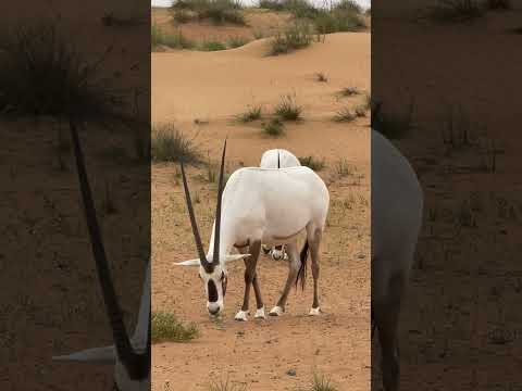 Feeding Session: Two Arabian Oryx in Dubai Desert Conservation Reserve