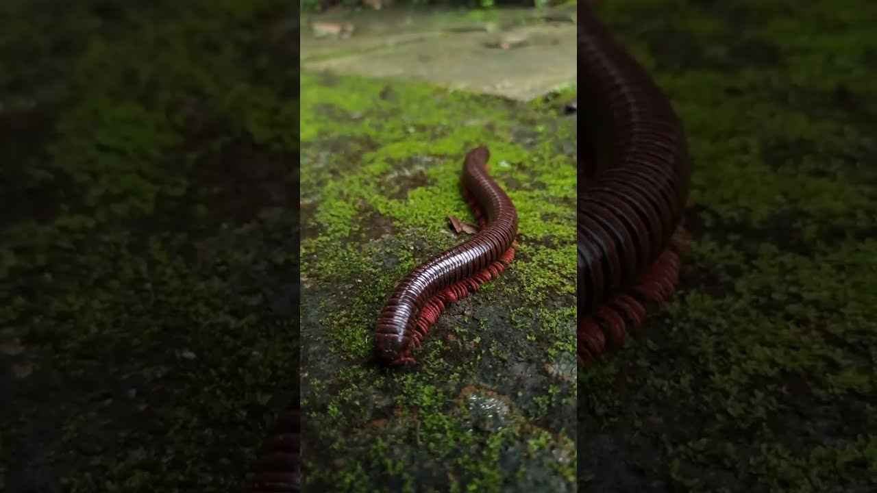 Giant African Millipede Walking on Mossy Path