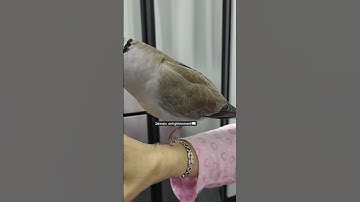 #تلاوات_التركي_والشمسان