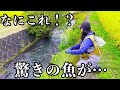 今季最後の渓流釣りで驚きの魚が釣れた