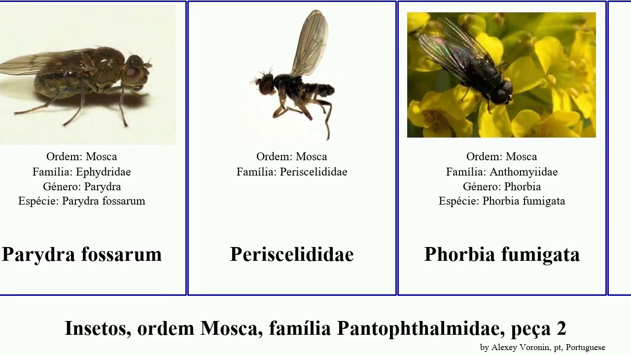 Insetos, ordem Mosca, família Pantophthalmidae, peça 2 fly insect regina prima sepia formosa fusca