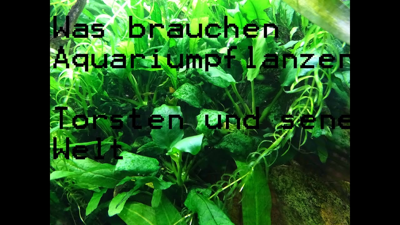 Aquariumpflanzen düngen Fertilize aquarium plants YouTube