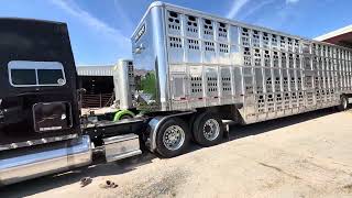 Murray farm bull hauler 