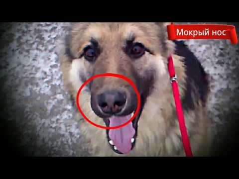 Видео: Что такое собачий снежный нос и что с этим делать?