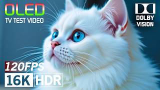 The Best Dolby Vision HDR Video 16K 240 fps (8K4K TV)