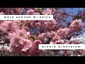 Walk around with erica  the arnold arboretum of harvard university