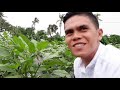 How to grow eggplant in Culasi, Antique by Ronnel Tamba, a new millenial farmer