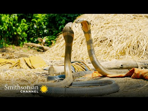 Video: About the queen snake, cobras and anacondas