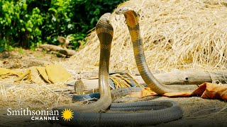 Intense: Two King Cobras Fight for a Nearby Queen 🥊 Into the Wild India | Smithsonian Channel