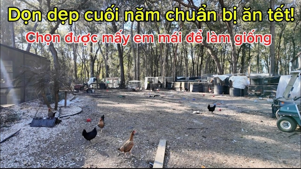 Dọn dẹp cuối năm chuẩn bị ăn tết và chọn được mấy em mái giống 