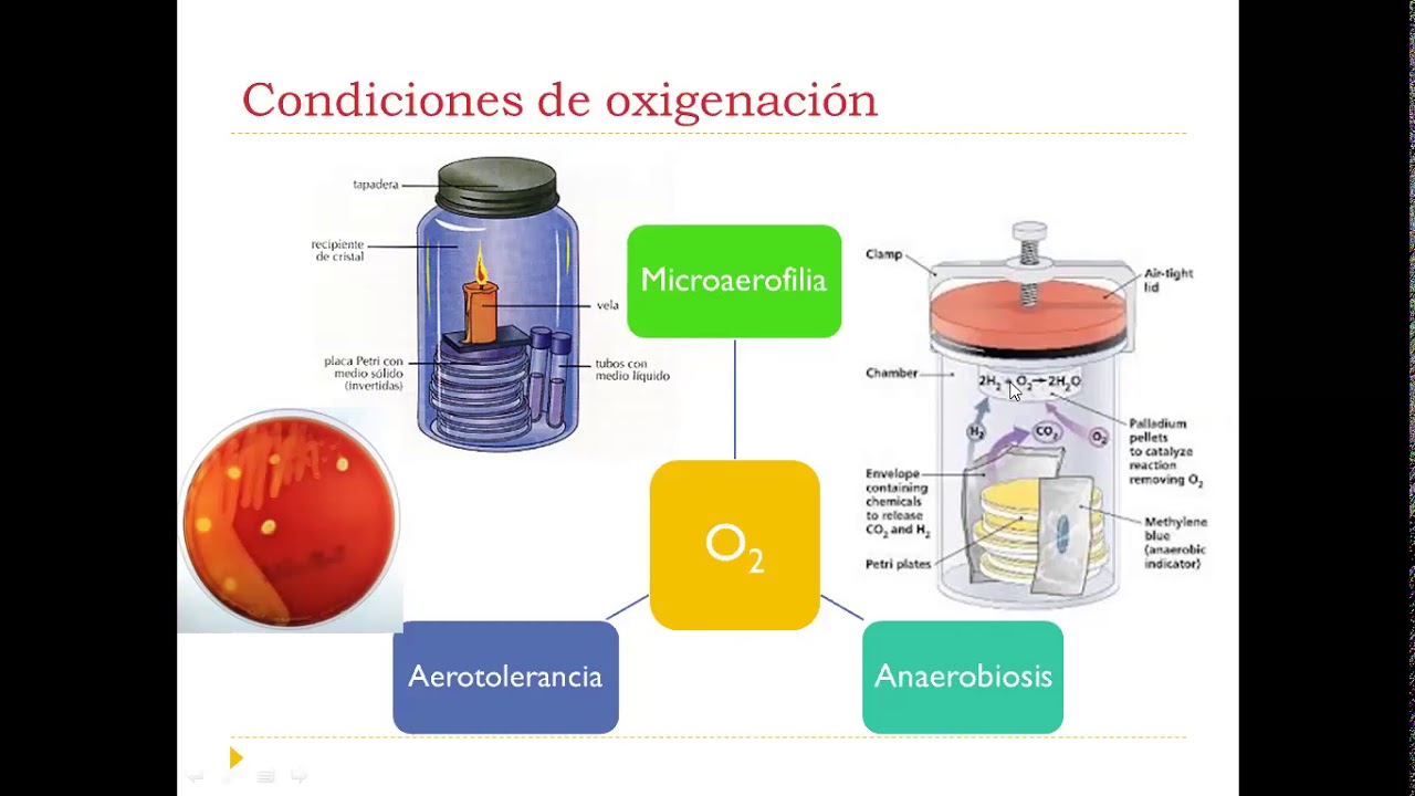 Clase MEDICI Cultivo de y técnicas microbiológicas