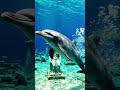 Dolphin POV Discovering Sunken Statues Near Atlantis Paradise Island Reef