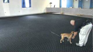 using an e collar for recall