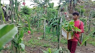 Download Lagu Teknik bertani , dan panen berbagai jenis buah MP3