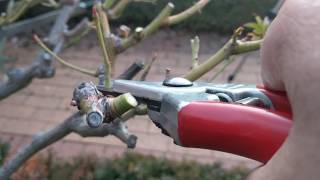 How to Prune Standard Roses