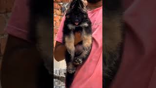 Show Quality Fully Long Coat German Shepherd Puppy for Sale #shorts #germanshepherdpuppy #puppy