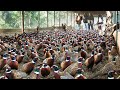 How to Pheasant Farm Produces Million Birds For Game ️- Modern Pheasant Hatchery Technology