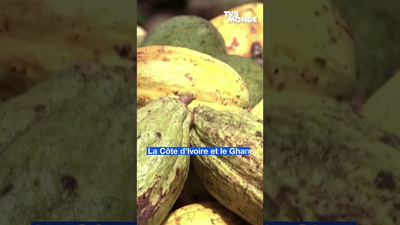 En Côte d'Ivoire, le cacao malade du réchauffement climatique