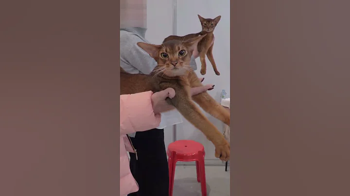 Video 11893361: abyssinian cat, cat walk