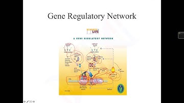 Gene  Regulation , Gene Regulatory Network and Gene Regulatory Network Inference