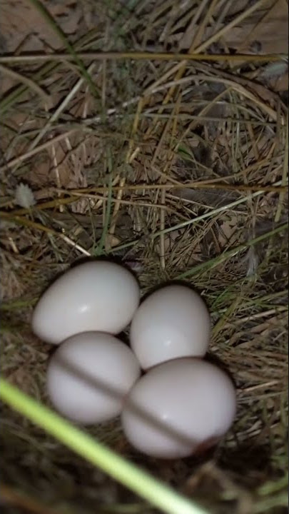 White Rumped Munia Bird's eggs❤  01.09.2022 [Nature Lover]