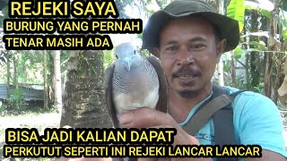 sumpah.!! pemikat burung mana yang ga tergoda pawang pikat baru percaya perkutut mesteri masih ada