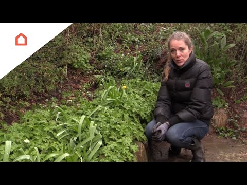 Video: Oplysninger om vild selleri plante - Er det muligt at dyrke vild selleri i haver